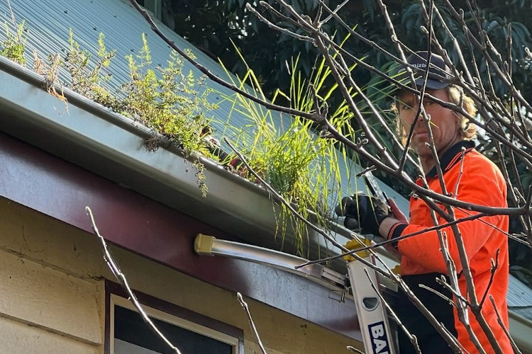 
Skilled gutter cleaner in batemansbay looks directly into the camera amidst a backdrop of flourishing gutter plants.