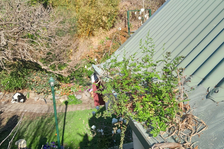 
Thriving greenery emerges from a gutter guard in batemansbay, in need of timely cleaning.